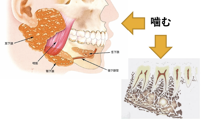 出典／「口腔からのウェルエイジング」クイントエッセンス社