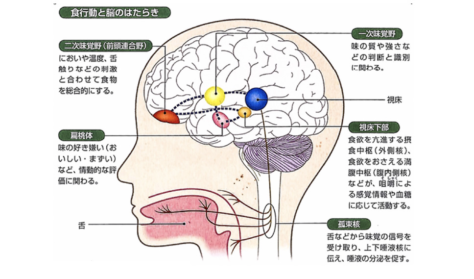 出典『プロが教える脳のすべてがわかる本』ナツメ社